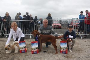 Swinford Agricultural Show Dog Show