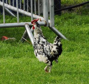 Poultry at Swinford agricultural show