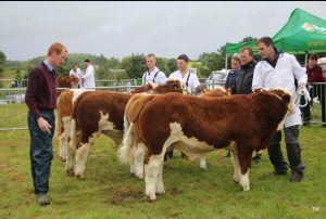 swinford-agricultural-show-cattle-2016