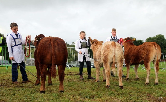 swinford-agricultural-show-cattle-2016